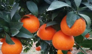 比沃柑更好的柑橘品种有哪些（跟沃柑差不多的柑子叫什么）