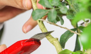 米兰花怎么养殖方法 米兰花怎么养殖方法图解