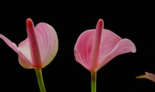 粉掌怎么养 粉掌怎么养才能更旺盛