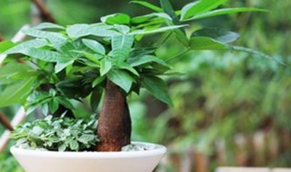 发财树怎么养殖（发财树怎么养殖方法）