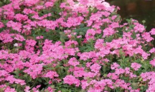 美女樱怎么养殖（美女樱的养殖方法盆栽）