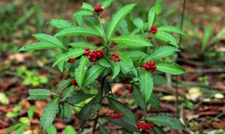 朱砂根怎么养 植物朱砂根怎么养