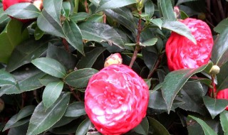 抱茎茶花如何养殖（抱茎茶花好养吗）