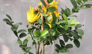 招财佛手如何养 招财佛手养几只