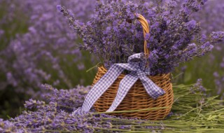 薰衣草有什么功效呢 薰衣草有什么功效和作用