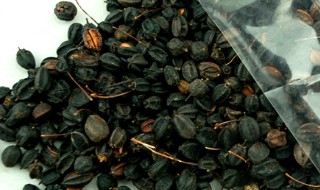 刺五加籽泡水喝的功效 刺五加籽的功效与作用