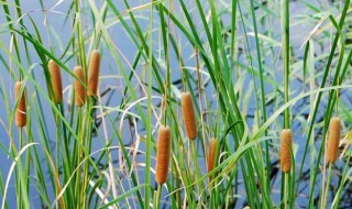 香蒲怎么用 香蒲怎么用来止血