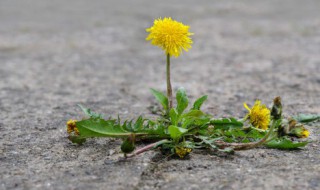 蒲公英粥做法 蒲公英熬粥