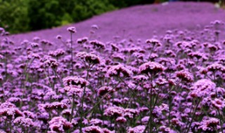相思草是什么意思 相思草药图片