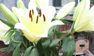 夜合花怎么养 夜合花的养护方法