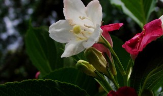 海仙花怎么养才能爆盆（海仙花怎么养才能爆盆呢）