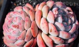 橙梦露多肉的养殖方法（橙梦露多肉的养殖方法和技术）