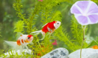 梦见大鱼 梦见大鱼是什么预兆 女性