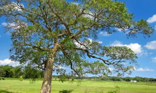 树名是什么意思（树名的意思）