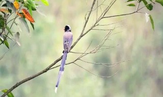 蓝桉树和红嘴蓝鹊寓意 蓝桉和红嘴蓝鹊的寓意