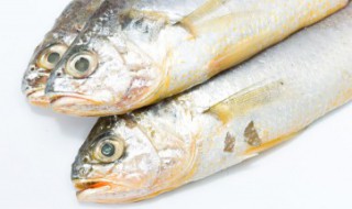 白水鱼怎么做好吃（鱼怎么做的好吃）