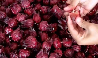 红桃k泡酒方法(红桃k泡酒方法视频)