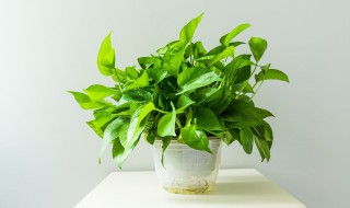 水培绿萝的方法 刚剪下来的绿萝应该怎样水培