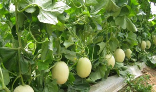 如何挑选绿皮甜瓜（如何挑选绿皮甜瓜视频）