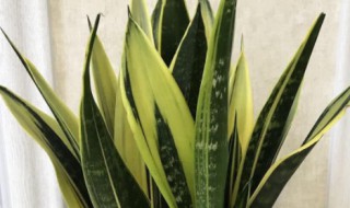 金边虎皮兰如何养殖（金边虎皮兰如何养殖视频）