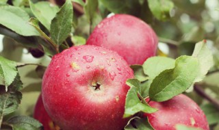 苹果几月份会上市（苹果几月份上市新台式电脑）