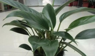 金钻的养殖方法与技巧 金钻的养殖方法与技巧图解