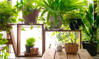 幸福草如何养殖（幸福草如何养殖视频）