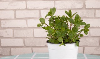 猫薄荷是什么与薄荷有哪些区别 猫薄荷和薄荷是一个品种吗