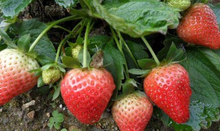 菠萝草莓怎么种（菠萝草莓种植）