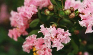 冬季养花的小技巧有(冬季养花怎么养)