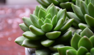 养多肉的技巧是什么（养多肉的技巧是什么视频）