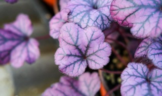 矾根怎么养殖（矾根的养殖方法视频）