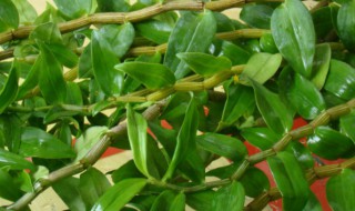 铁皮石斛苗怎么种植(铁皮石斛苗怎么种植方法)