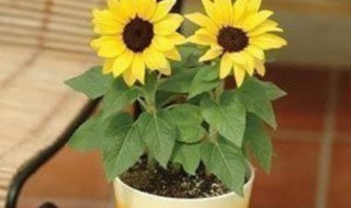 矮向日葵如何种(矮向日葵如何种植方法)