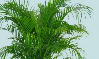 凤尾竹怎么养有什么技巧 凤尾竹怎么养有什么技巧呢