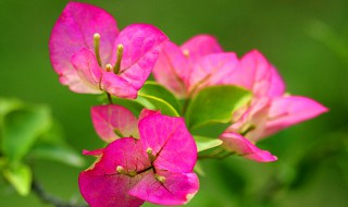 三角梅如何套袋催芽（三角梅套袋催芽可以晒太阳吗）