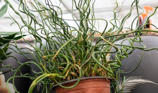 弹簧草怎么养 细叶弹簧草怎么养