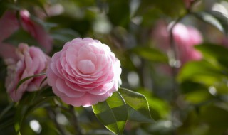 春天开的花有哪些种类都有什么(春天开的花有哪些种类都有什么名字)