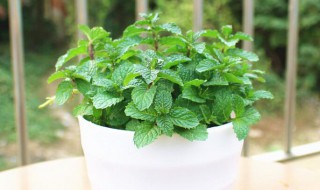 薄荷怎么养才能长得好养护方法 薄荷怎么养活?