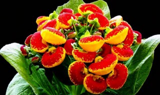 元宝花养殖方法（元宝花养殖方法视频）