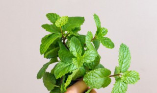 薄荷种类及区别有哪些 薄荷种类及区别有哪些品种