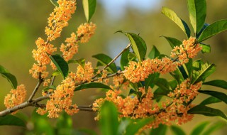 修剪桂花树的方法 修剪桂花树枝的方法