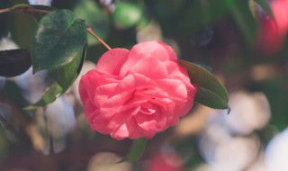 大丽花的养殖技巧 大丽花的养殖技巧和方法