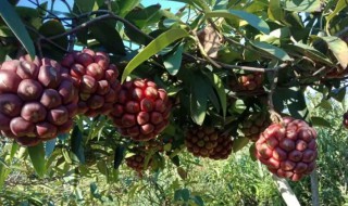 布福娜种植技巧 布福娜种植技巧和方法