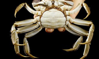 大闸蟹保鲜的方法（大闸蟹如何保鲜保活）