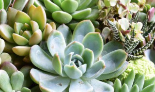 养多肉需要注意哪些（养多肉需要注意些什么?）