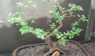 白蜡盆景好养吗 白蜡盆景好养吗怎么养