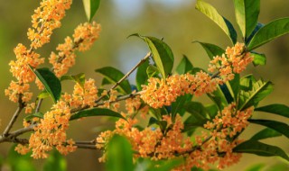在室内养殖桂花方法（如何在室内养桂花）