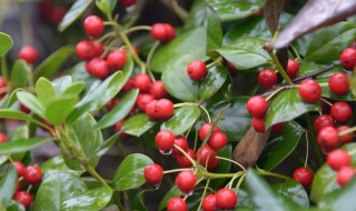 冬红果的养殖技巧 冬红果的养殖技巧与管理