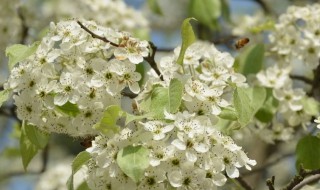 杜梨的养殖方法(杜梨种植技术)